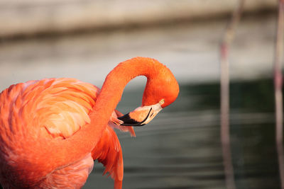 Pink caribbean flamingo, phoenicopterus ruber, in the middle of flock flamingos during breeding seas