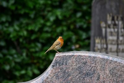 Close-up of bird perching on tree