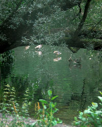 View of ducks swimming in lake