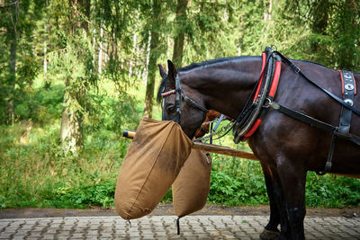 Horse standing in forest