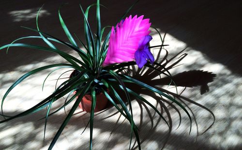 Close-up of purple flower