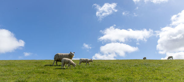 Low angle view of sheep and lambs grazing hill against sky