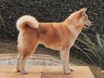 Close-up of dog standing on floor