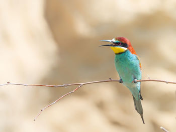 Close-up of bird perching on branch