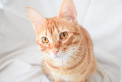 Close-up portrait of cat