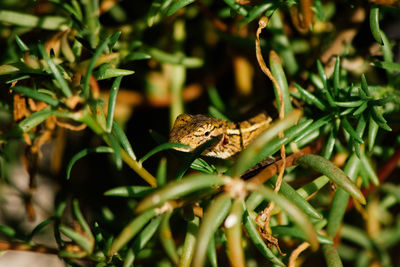 Close-up of a lizard on tree