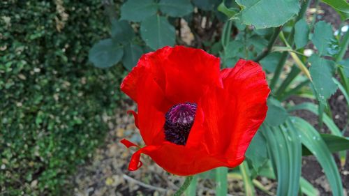 Close-up of red poppy flower