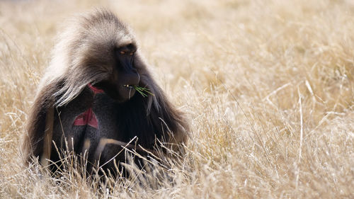 Close-up of monkey sitting on field