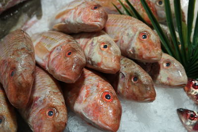 Close-up of fish on ice