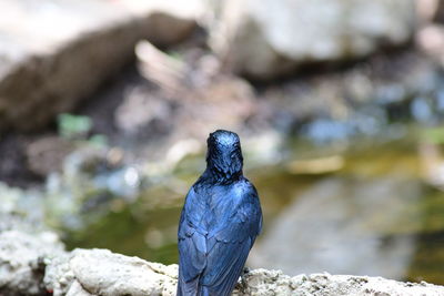 Close-up of bird perching on rock