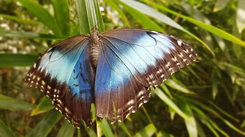 Close-up of butterfly on flower