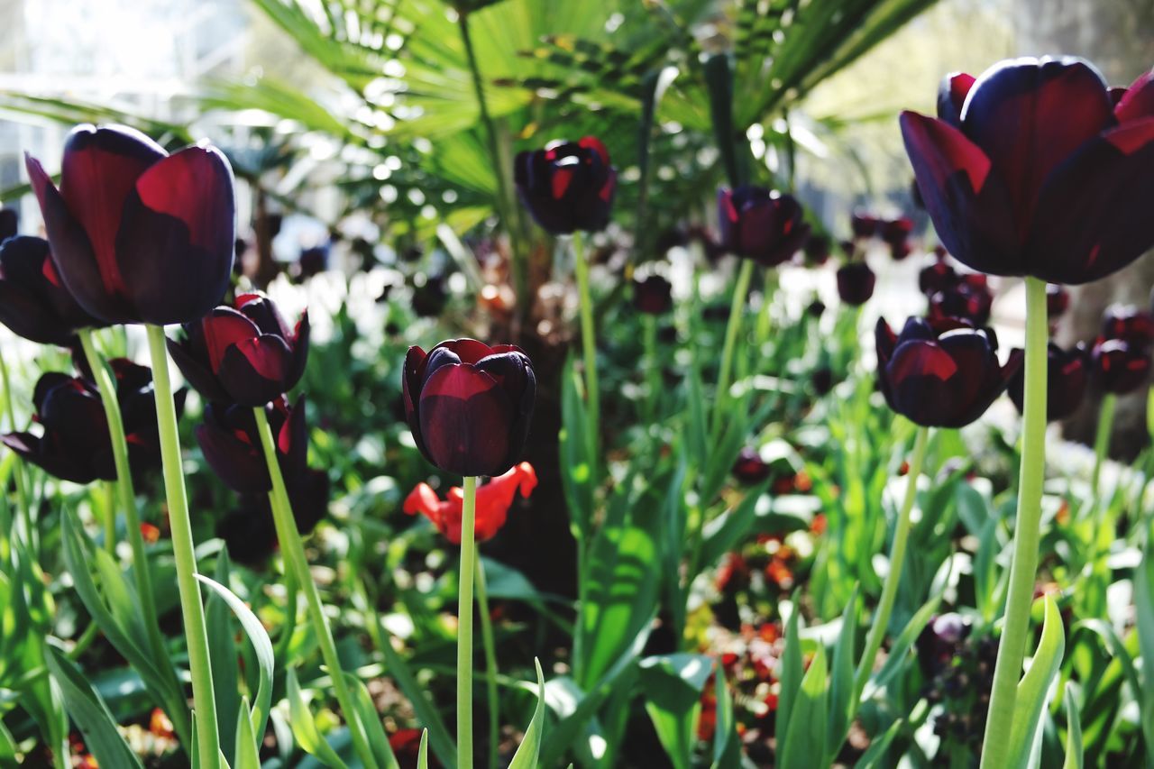 flower, freshness, red, growth, plant, petal, fragility, tulip, beauty in nature, nature, field, focus on foreground, blooming, poppy, flower head, stem, close-up, bud, green color, day