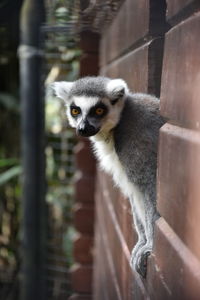 Close-up of lemur