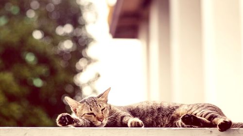 Cat lying on bed