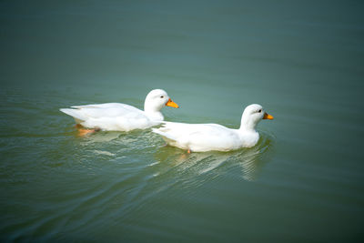 Close-up of swans swimming in lake