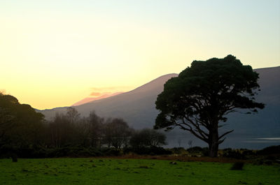 Silhouette trees on field against sky at sunset