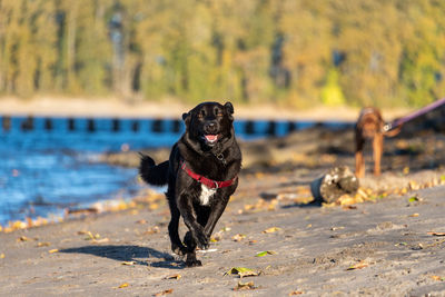 Dog running on street