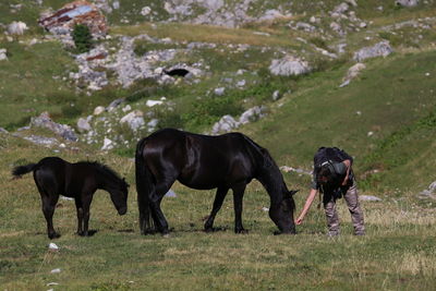 Mature woman feeding horses while standing on grassy field during sunny day