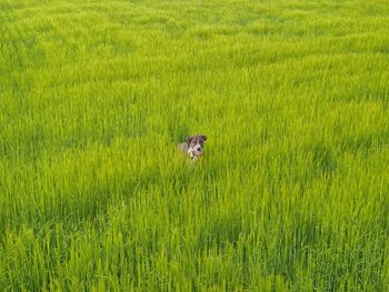 View of a rabbit on field