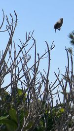 Low angle view of birds flying against clear sky