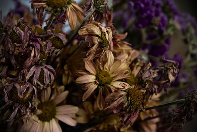 Close-up of flowers