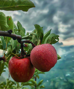 Close-up of strawberry growing on tree