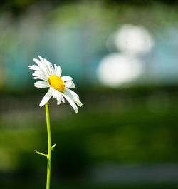 Close-up of white flowering plant