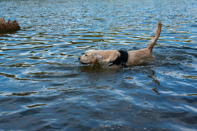 Dogs running in lake