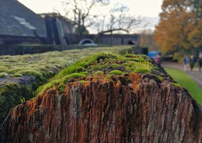 Close-up of moss growing on tree trunk in field