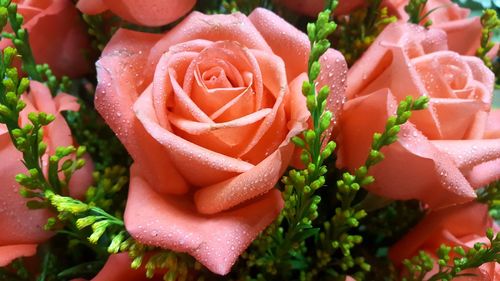 Close-up of wet rose roses