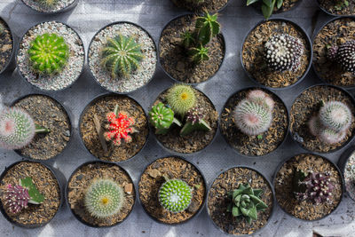 High angle view of potted plants