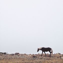 Horse standing against clear sky