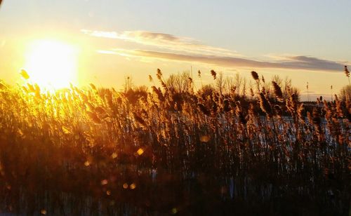 Plants on field against sky during sunset