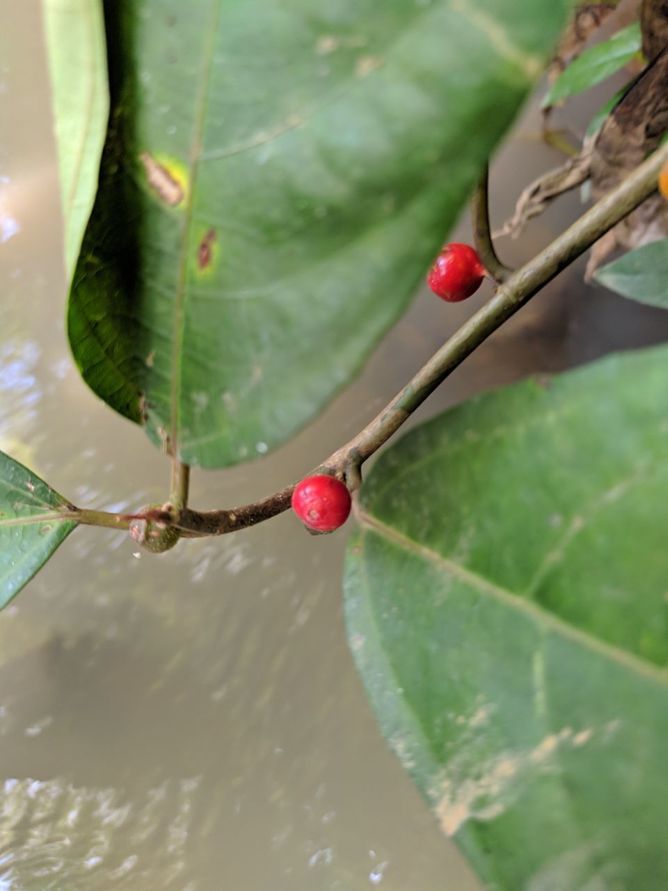 CLOSE-UP OF WET RED BERRIES