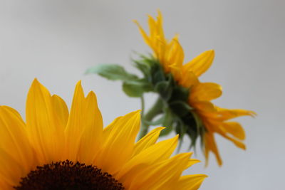 Close-up of sunflower blooming outdoors