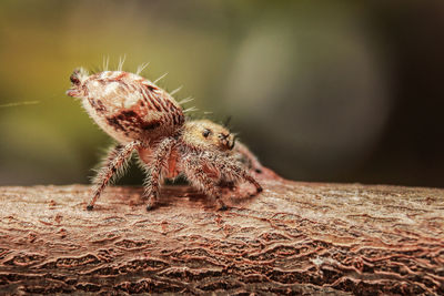 Close-up of spider