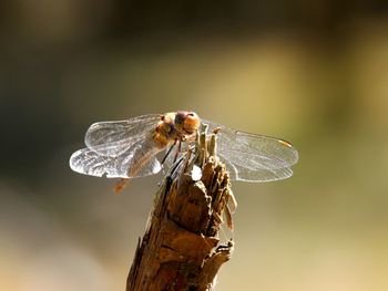 Close-up of dragonfly on twig