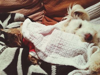 Dogs relaxing on bed at home