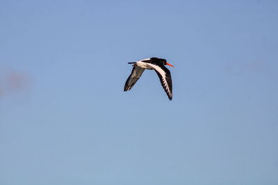 Low angle view of a bird flying