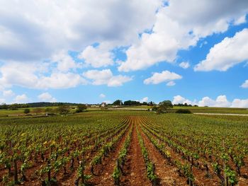 Scenic view of agricultural field against sky. scenic view of vineyard against sky 