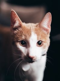 Close-up portrait of ginger cat against black background