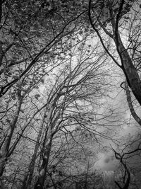 Low angle view of tree against sky