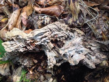 Close-up of tree trunk