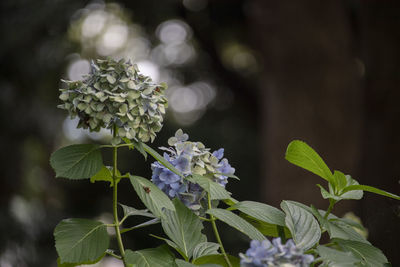 Close-up of purple flowering plant