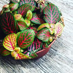 High angle view of potted plant on table