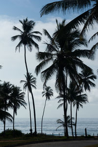 View of the sea with coconut trees in silhouette. winter in salvador, brazil.