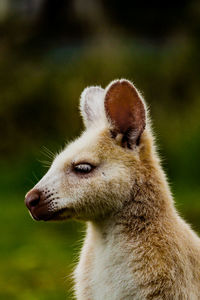 Albino wallaby