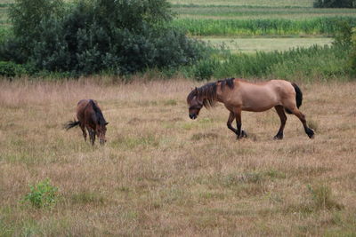 Horses in a field