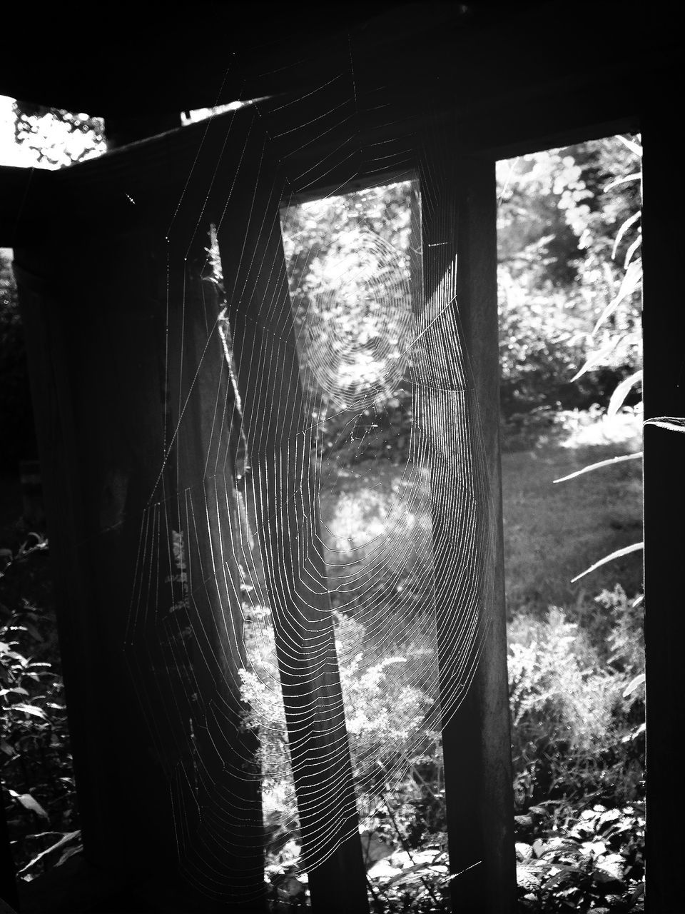 metal, built structure, architecture, abandoned, obsolete, transportation, metallic, indoors, old, damaged, run-down, window, connection, deterioration, rail transportation, day, railroad track, no people, low angle view, tree