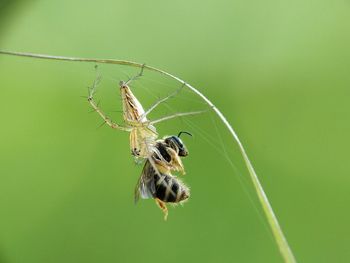 Close-up of spider